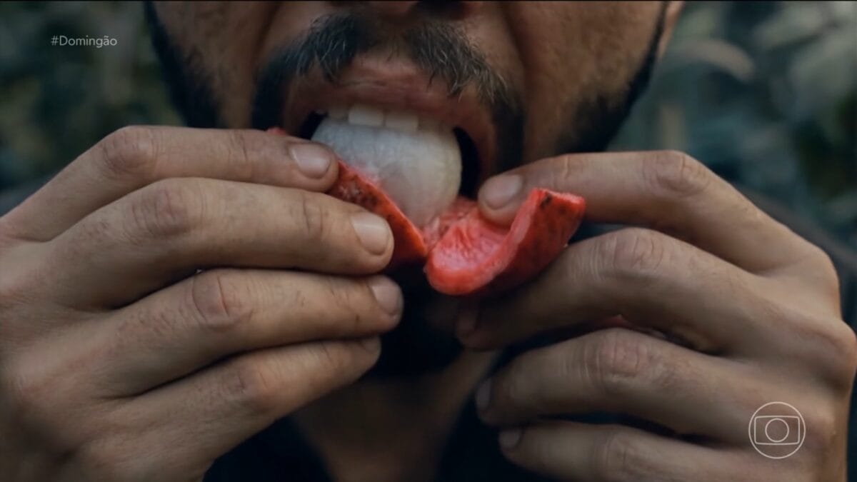 fruta do breu-branco