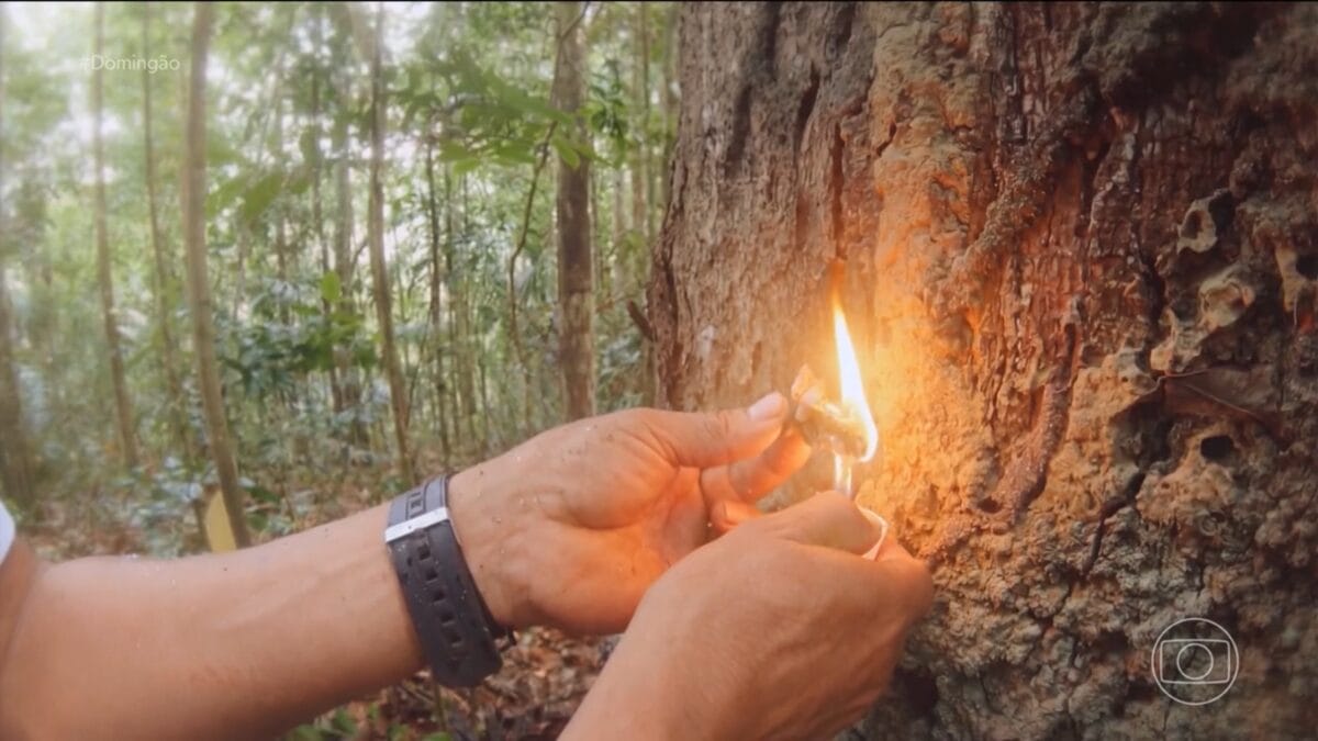 fruto do breu branco doming&atilde;o com huck isso &eacute; inacredit&aacute;vel