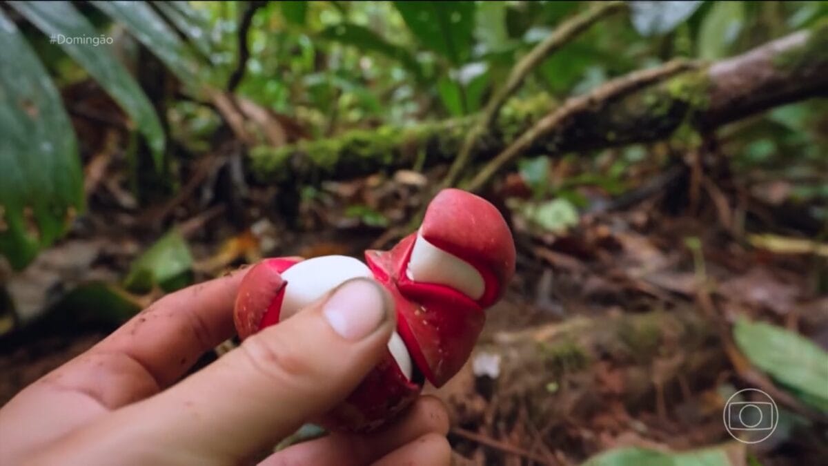 fruta do breu-branco