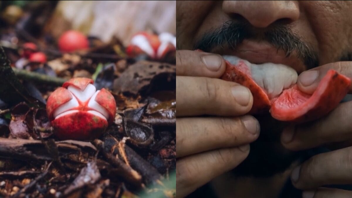 fruto do breu branco domingão com huck isso é inacreditável