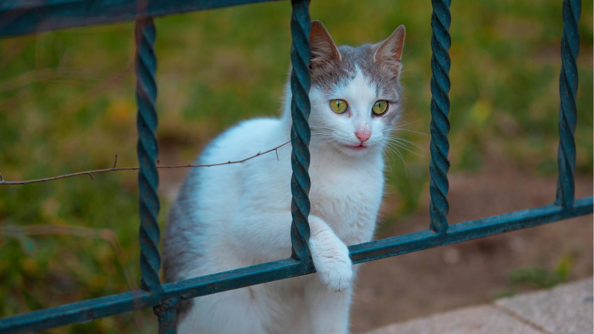 Elas permitiam a circulação livre de gatos entre o interior e o exterior (Foto: Pexels)