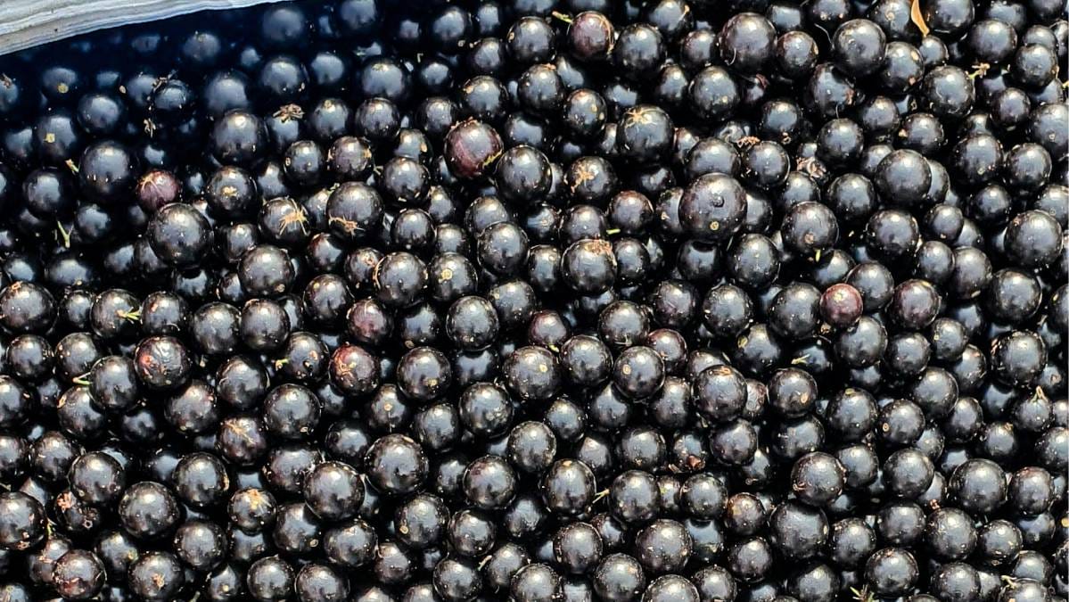 Do consumo tradicional no Norte &agrave;s vers&otilde;es doces, ele se adaptou a diferentes paladares (Foto: Pexels)