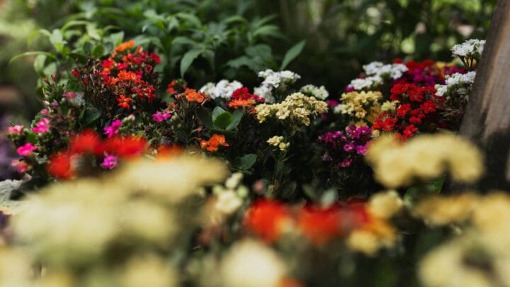 Aromas agradáveis ajudam a manter insetos longe do ambiente (Foto: Pexels)
