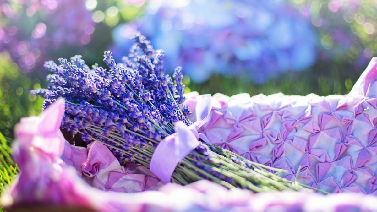 J&aacute; a lavanda combina perfume suave com um efeito natural que incomoda os insetos (Foto: Pexels)