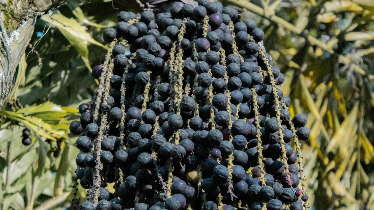 Mas &eacute; no sabor que vem a surpresa: notas suaves que lembram frutas e at&eacute; chocolate (Foto: Pexels)