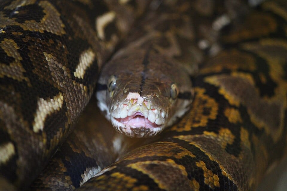 Phyton ret&iacute;culada (Imagem: Wikimedia Commons)