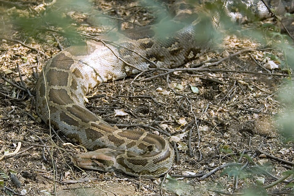 Phyton Ind&iacute;ana (Imagem: Wikimedia Commons)