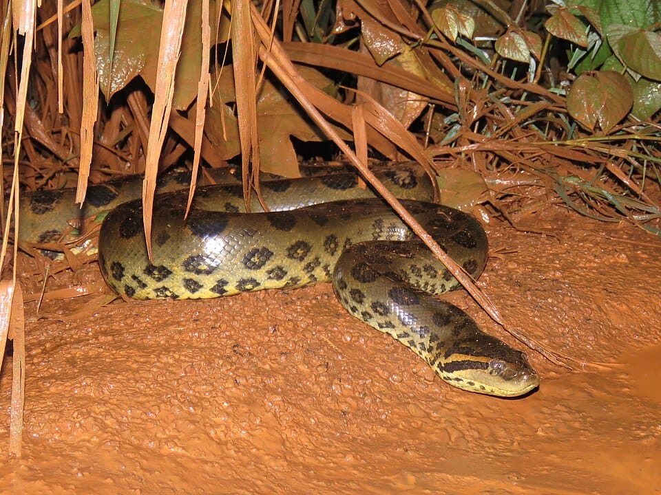 Sucuri verde (Imagens: Wikimedia Commons)