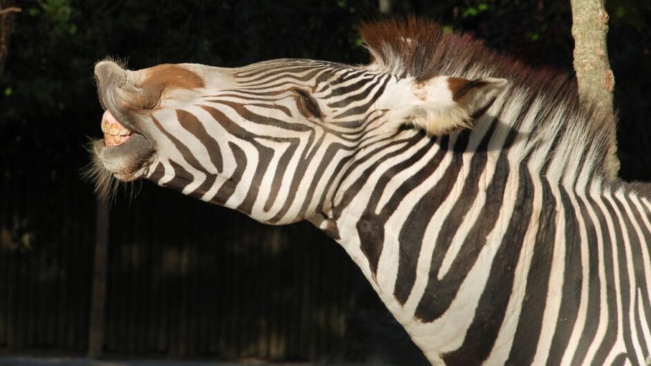 Zebras copa do Mundo