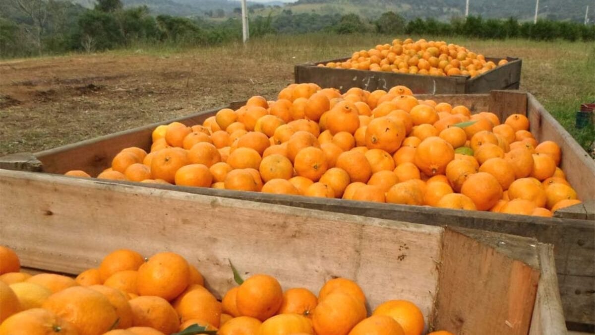 Laranjas