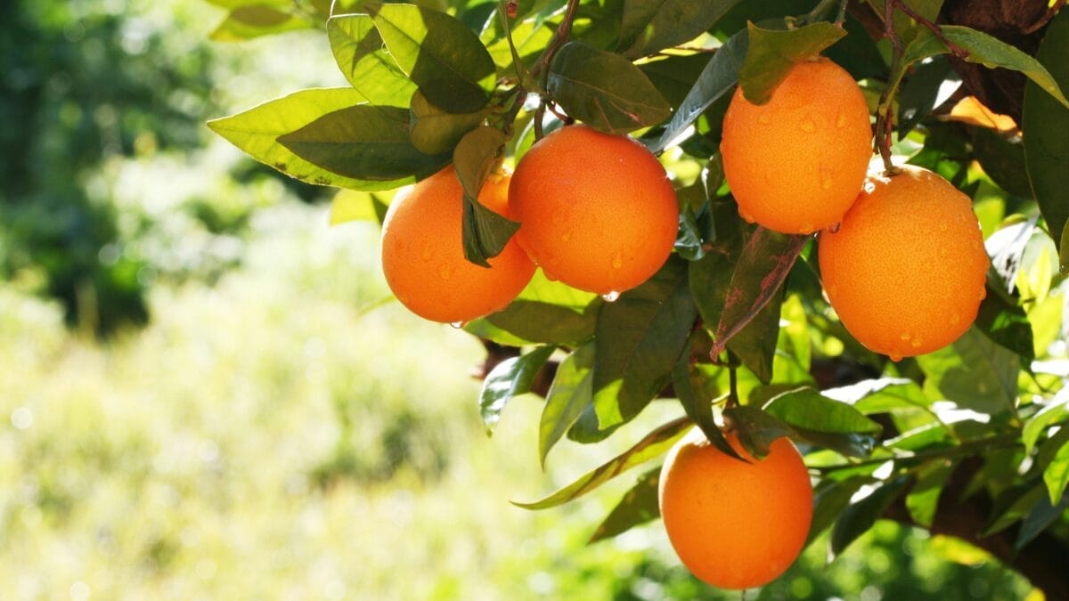 Laranjas