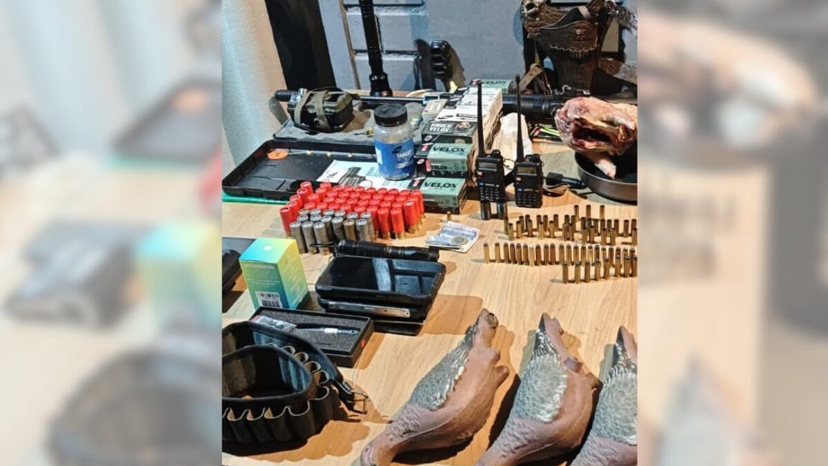 Operação encontra mais de 100 animais silvestres abatidos e arsenal usado para caça em SC