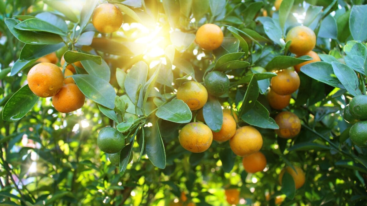 Laranjas
