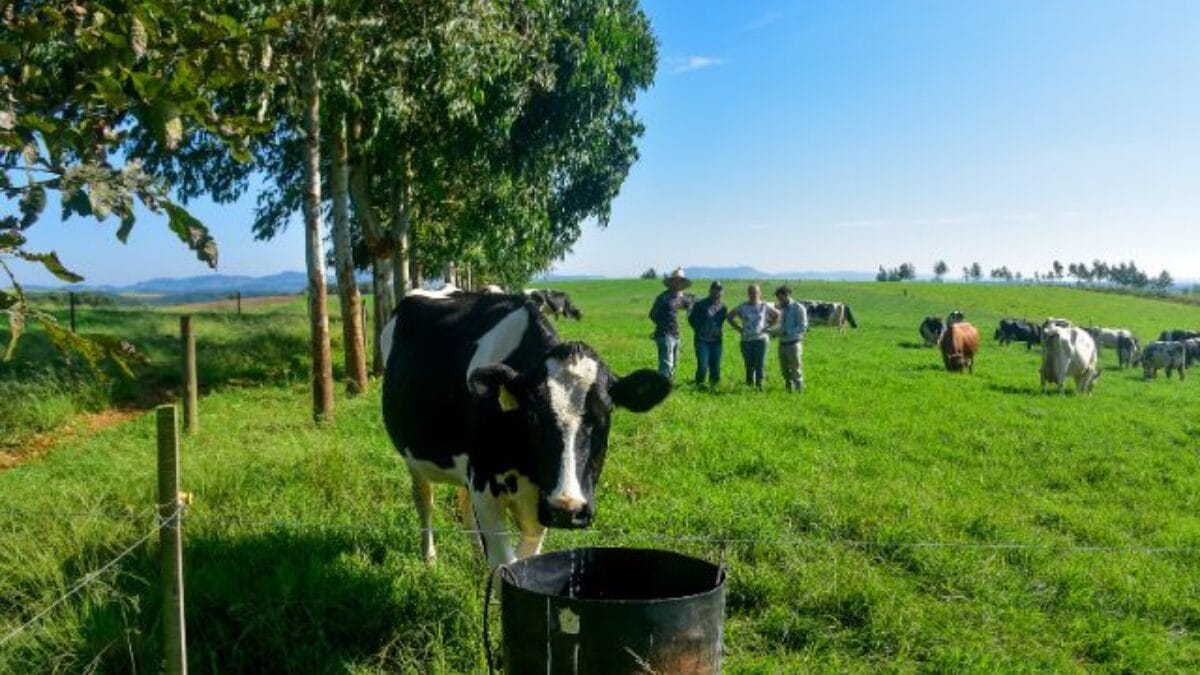 Propriedade em Campos Novos