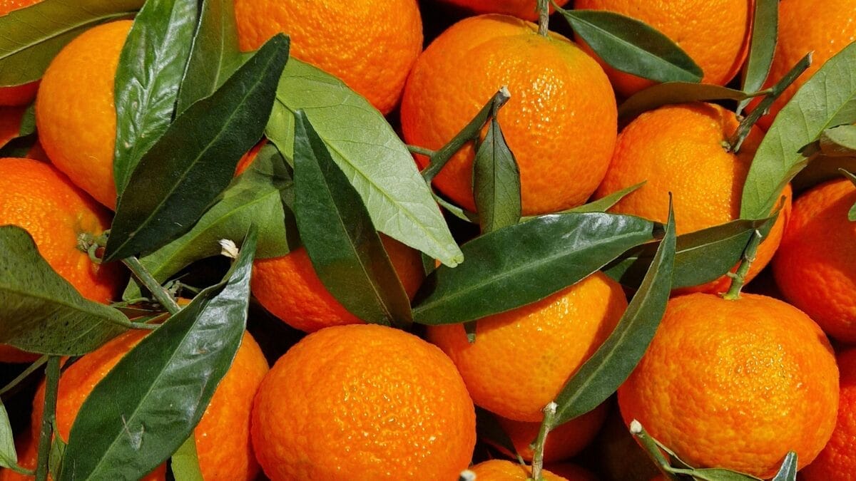 Laranjas
