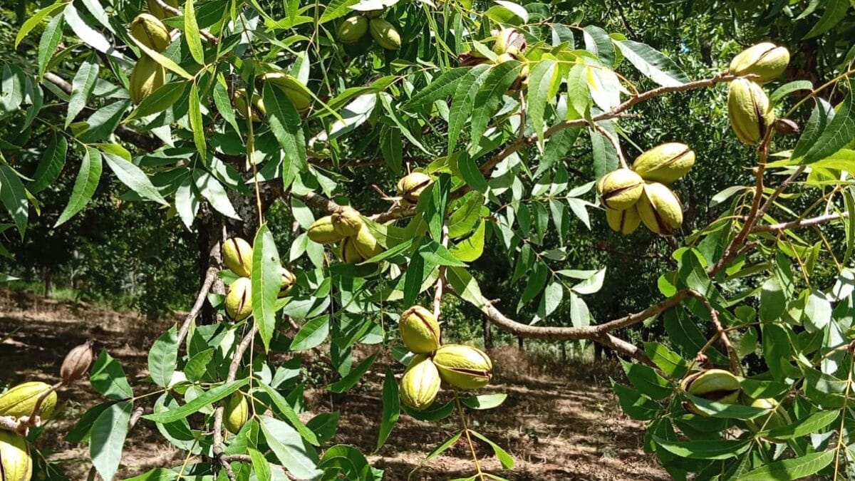 noz-pecã em Xanxerê