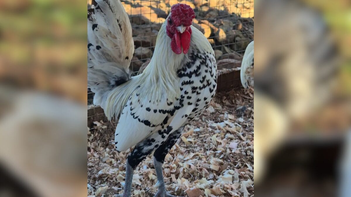 Galo com corações