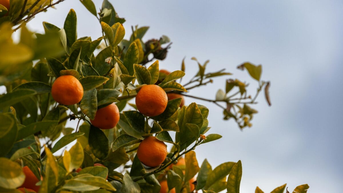 Laranjas