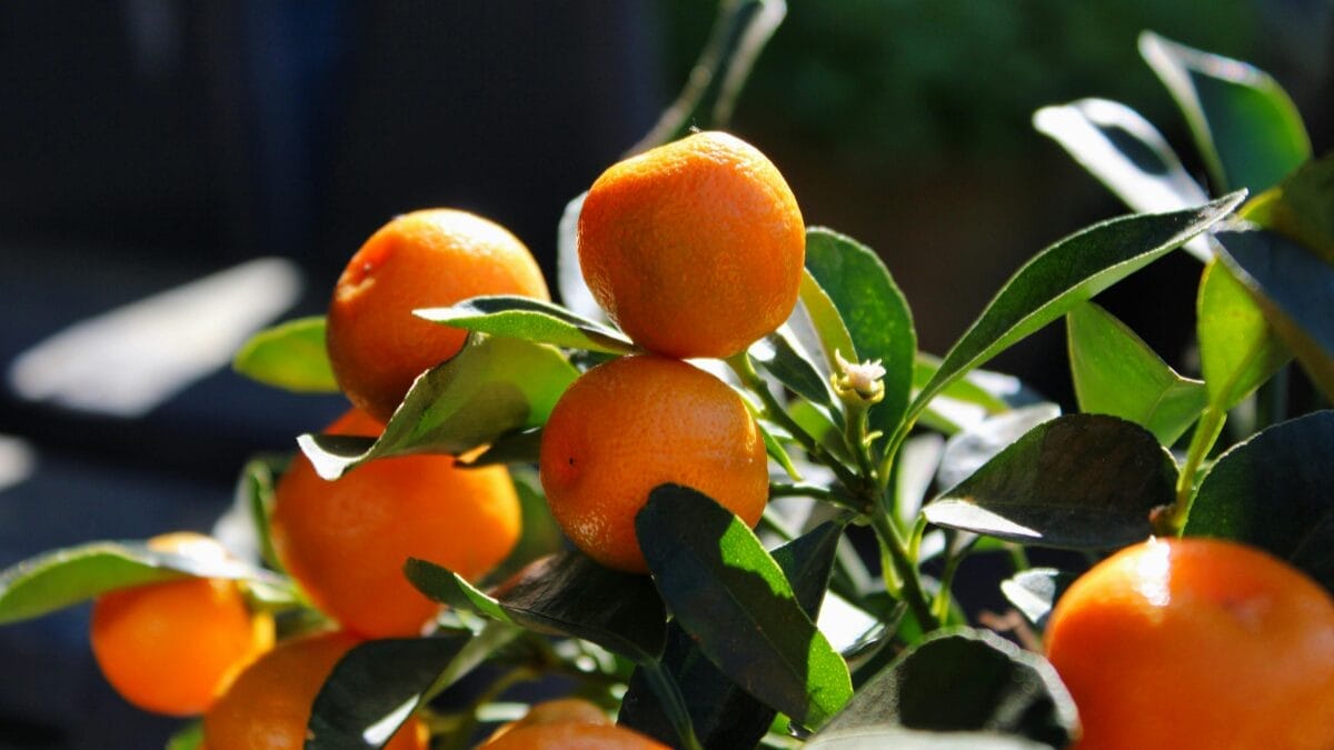 Laranjas