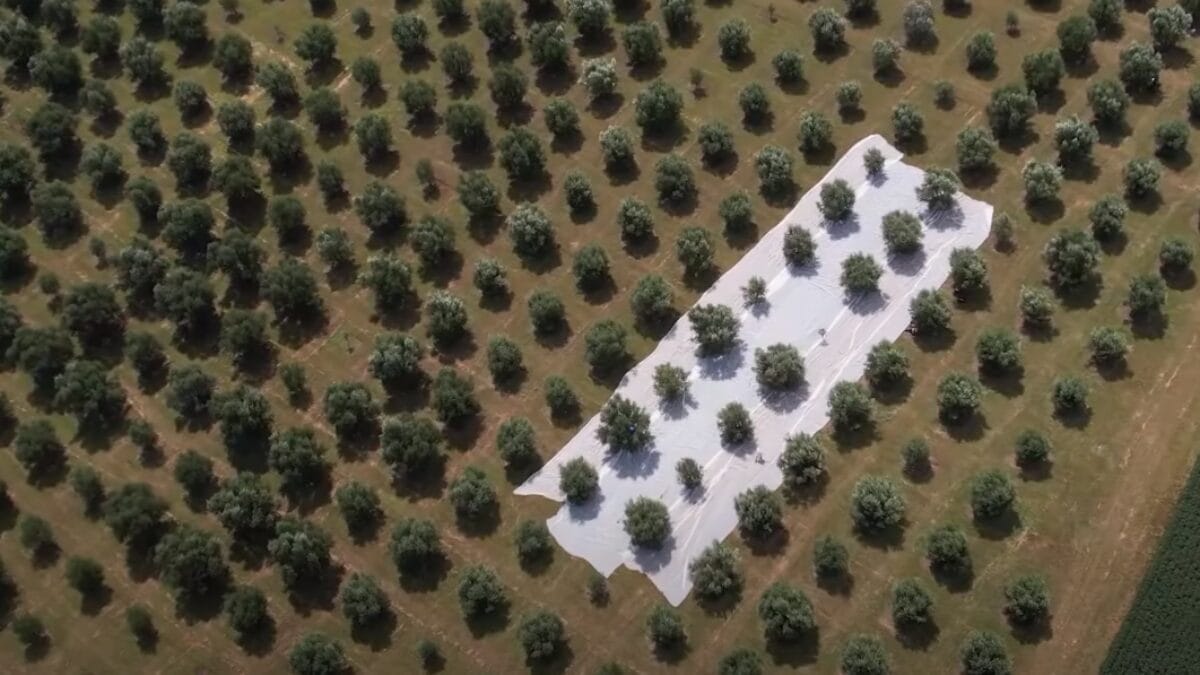 Azeite em Campo Erê