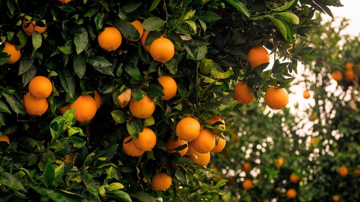 Laranjas