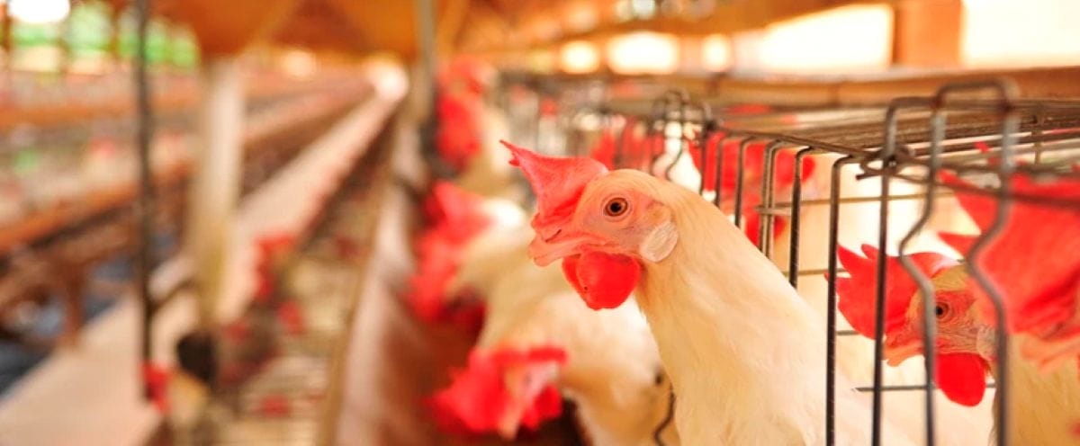 Agro de SC bate recorde histórico e alcança R$ 75 bilhões