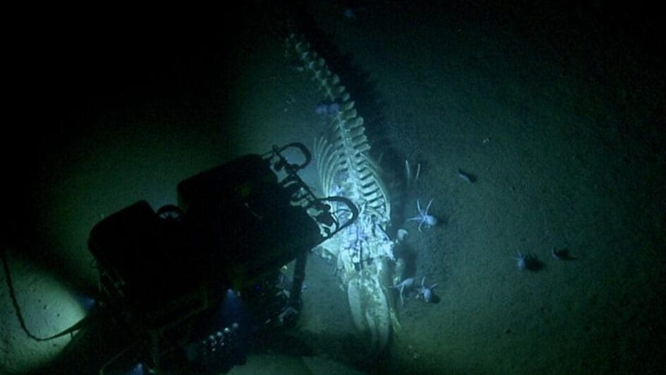 Esqueleto de baleia no leito oceânico mostra o fenômeno conhecido como “queda de baleia”, quando carcaças viram alimento e abrigo nas profundezas. (Foto: NOAA/Wikimedia Commons)