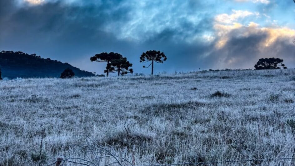 campo coberto de geada ao amanhecer, com araucárias ao fundo