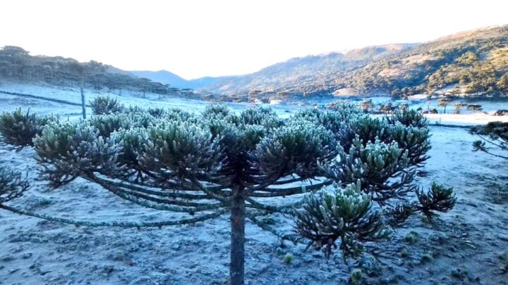 paisagem natural coberta de geada, com destaque para araucária "congelada"