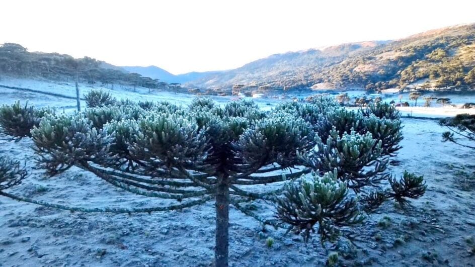 paisagem natural coberta de geada, com destaque para araucária "congelada"