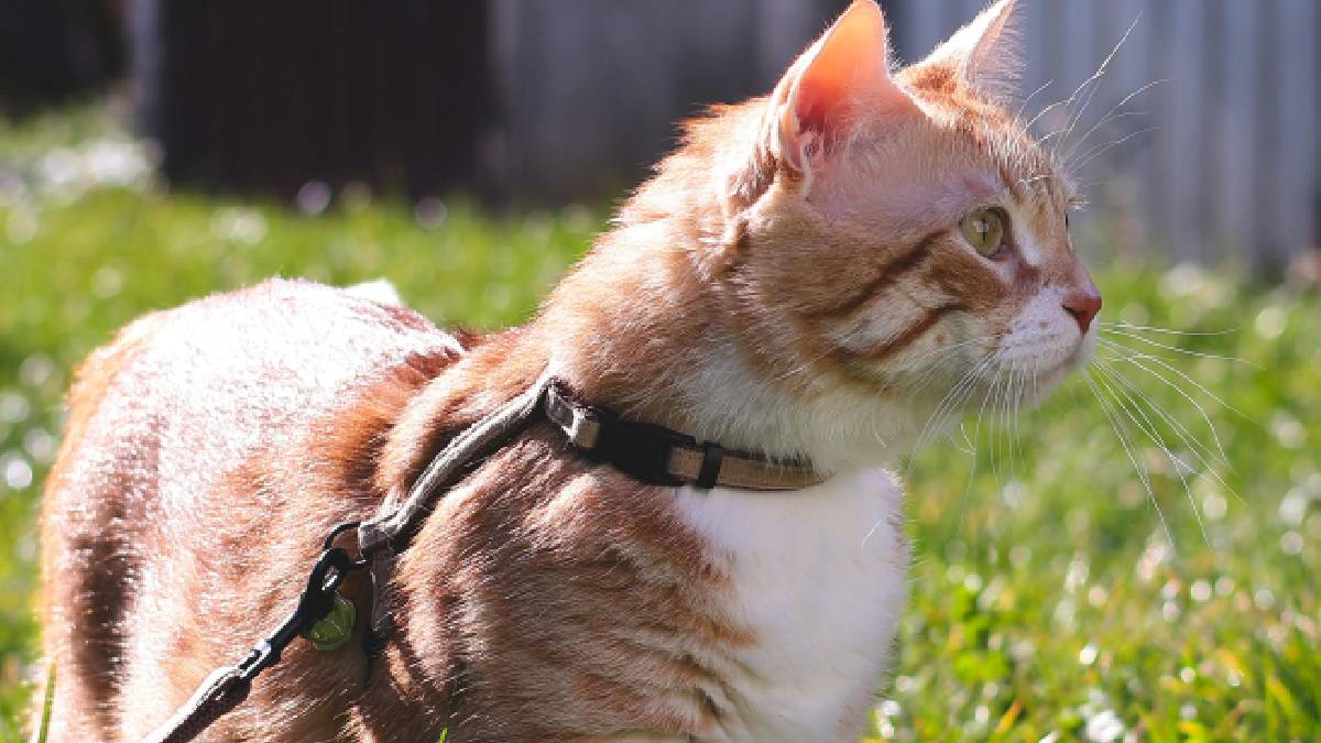 Cada felino possui uma personalidade &uacute;nica. Antes de considerar qualquer passeio, &eacute; fundamental observar a linguagem corporal do animal e priorizar sua seguran&ccedil;a em vez de seguir tend&ecirc;ncias (Imagem: Magnific)