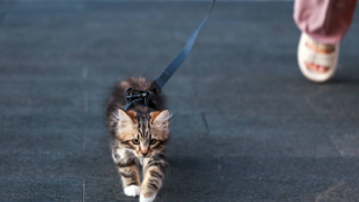 Embora pare&ccedil;a charmoso, levar o pet para passear em cal&ccedil;adas exp&otilde;e o animal a perigos como fugas e cont&aacute;gio de doen&ccedil;as, exigindo cautela e monitoramento constante por parte dos tutores (Imagem: Pexels)