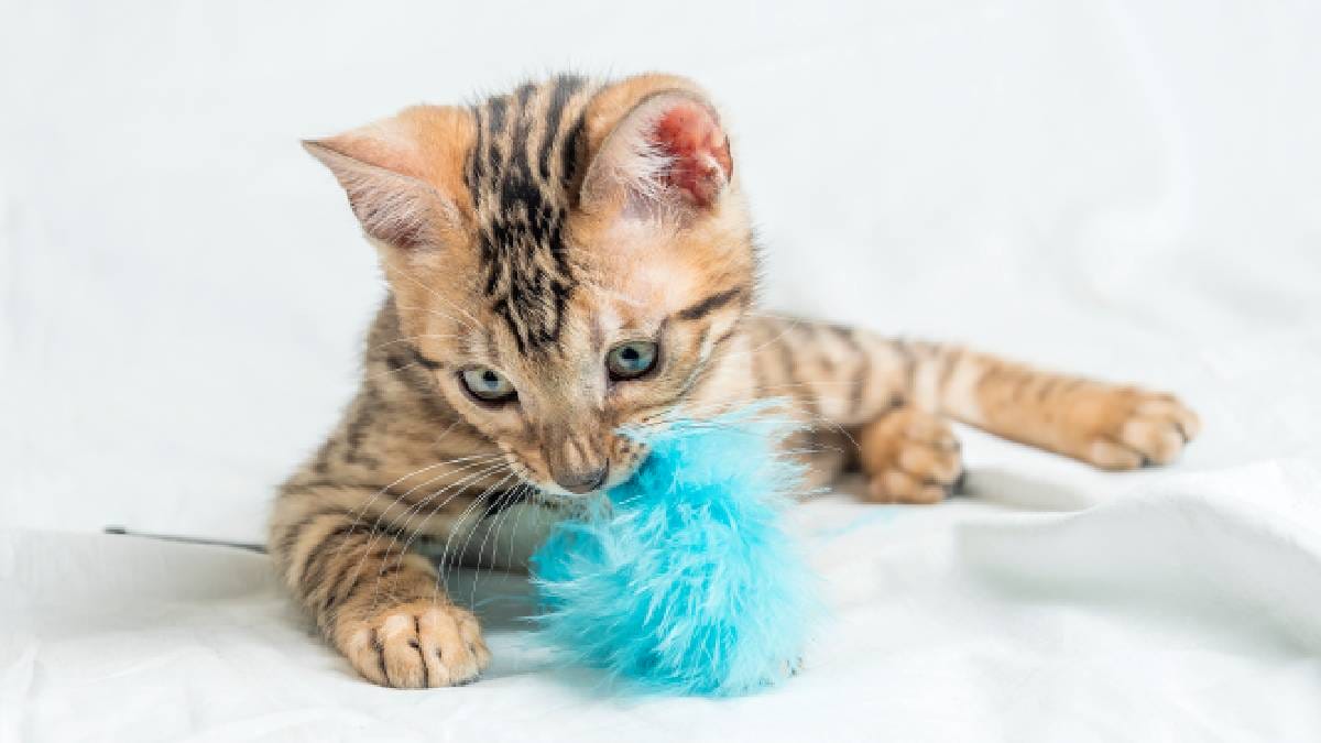 Estimular o instinto ca&ccedil;ador com brinquedos apropriados &eacute; uma alternativa segura para enriquecer o ambiente interno e manter o bem-estar felino sem os riscos da exposi&ccedil;&atilde;o externa (Imagem: Pexels)