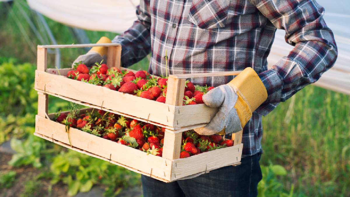 Com 2,6 mil hectares dedicados ao plantio, a atividade mobiliza cerca de 12 mil produtores locais, que garantem o abastecimento do mercado (Imagem: Magnific)