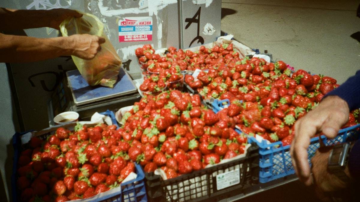 Pouso Alegre consolida sua liderança no agronegócio nacional ao registrar uma colheita anual superior a 102 mil toneladas de morangos (Imagem: Magnific)