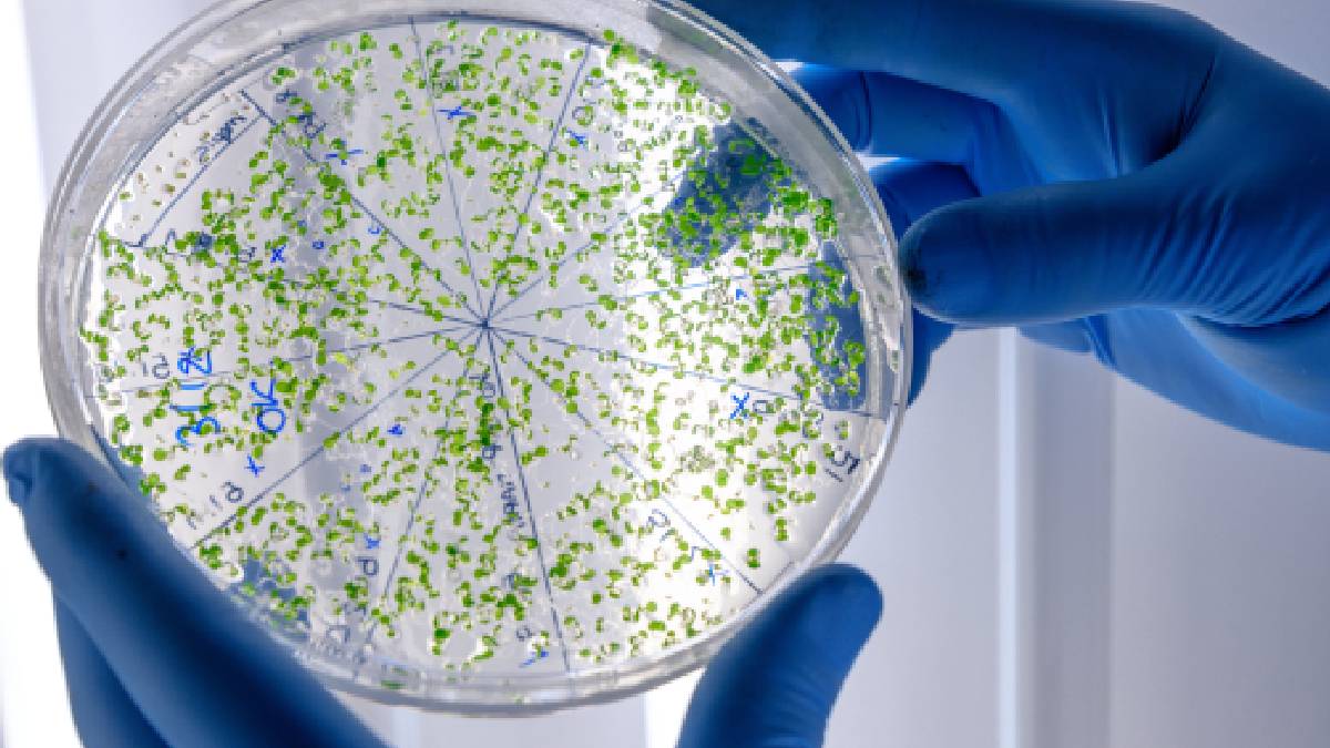 Especialistas alertam que a an&aacute;lise de focos de contamina&ccedil;&atilde;o &eacute; vital para conter a circula&ccedil;&atilde;o de pragas em &aacute;reas urbanas (Imagem: Pexels)