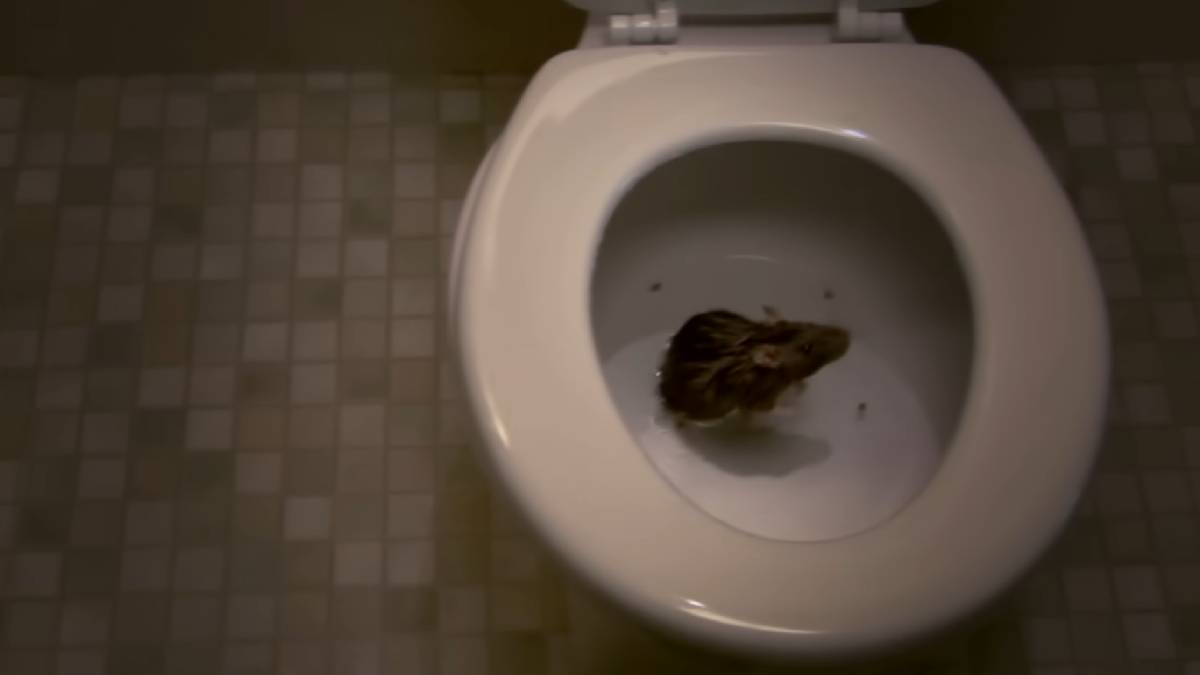 Manter a tampa do vaso sanit&aacute;rio fechada, especialmente &agrave; noite, &eacute; uma medida preventiva essencial para evitar visitas indesejadas (Reprodu&ccedil;&atilde;o pelo YouTube / National Geographic, Divulga&ccedil;&atilde;o)