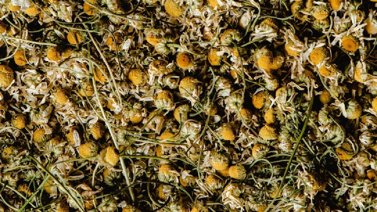 Matricaria recutita preserva, em suas p&eacute;talas delicadas, compostos bioativos como a apigenina, reconhecidos pela ci&ecirc;ncia por sua efic&aacute;cia no aux&iacute;lio ao relaxamento e na modula&ccedil;&atilde;o da ansiedade leve (Imagem: Pexels)