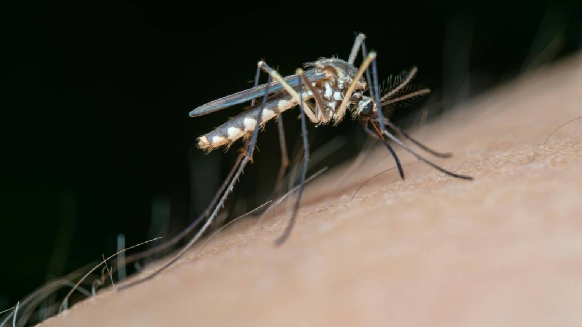 O Aedes aegypti, vetor de doen&ccedil;as como dengue e zika, &eacute; o foco dos estudos que buscam entender como o comportamento do inseto pode ser influenciado pela experi&ecirc;ncia (Imagem: Pexels)