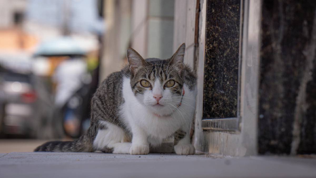 Gatos que saem sozinhos ficam mais expostos a atropelamentos, doenças, intoxicações e brigas com outros animais, aponta estudo (Foto: Pexels)