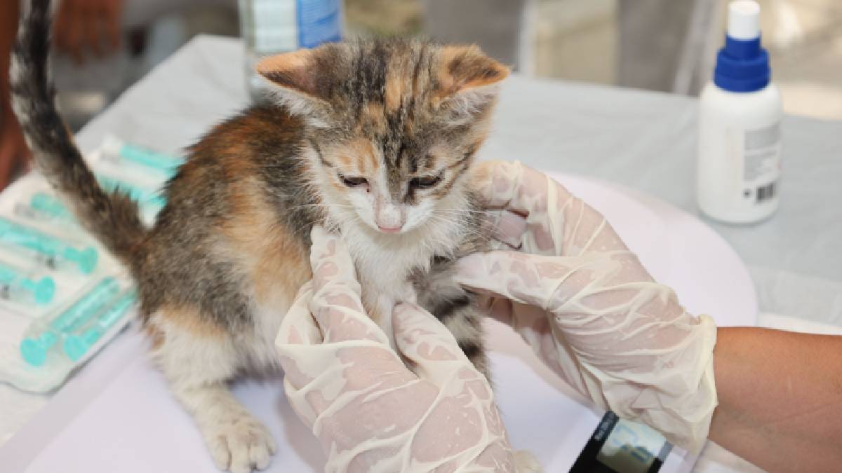 Acompanhamento veterinário ajuda a identificar riscos e manter a saúde dos gatos em dia, especialmente quando o animal tem histórico de acesso às ruas (Foto: Pexels)