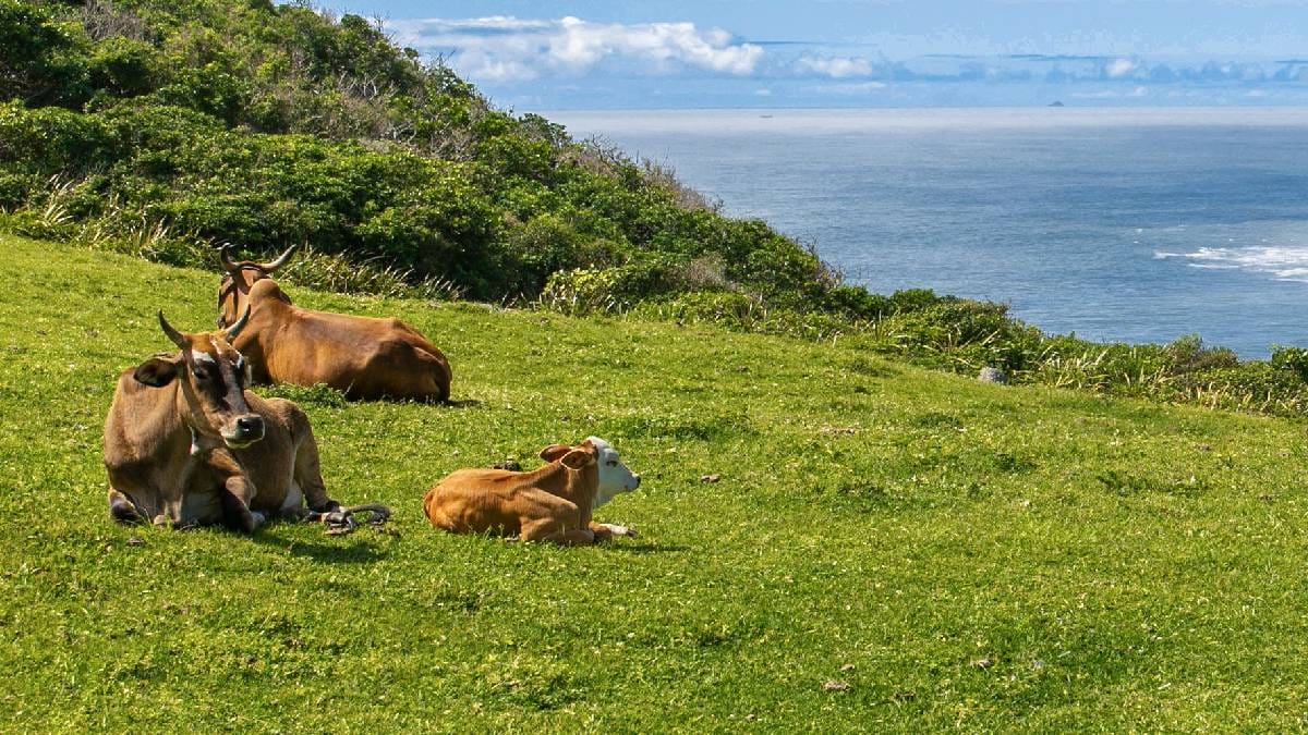 Vacas em áreas costeiras ajudam a ilustrar a adaptação de rebanhos a ambientes isolados, como ocorreu na Ilha de Amsterdã por mais de um século. (Foto: Daria Nekipelova/Pexels)
