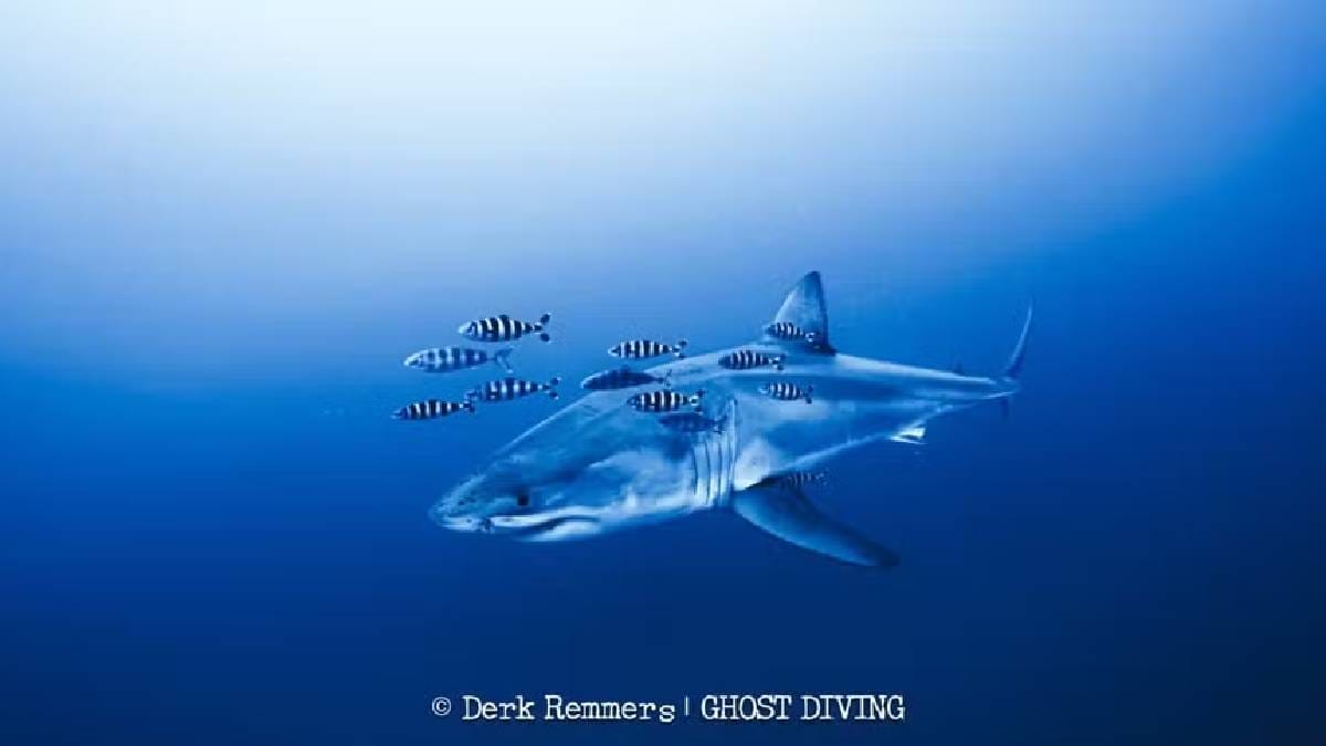 Registro raro mostra um tubar&atilde;o-branco adulto nadando no Mediterr&acirc;neo, imagem que ajuda cientistas a entenderem melhor a presen&ccedil;a da esp&eacute;cie na regi&atilde;o. (Foto: Derk Remmers/Ghost Diving)