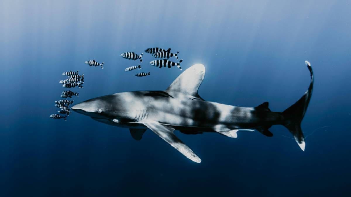 A presen&ccedil;a do tubar&atilde;o-branco no Mediterr&acirc;neo refor&ccedil;a a import&acirc;ncia de monitorar esp&eacute;cies raramente vistas em seu habitat natural. (Foto: Pexels)