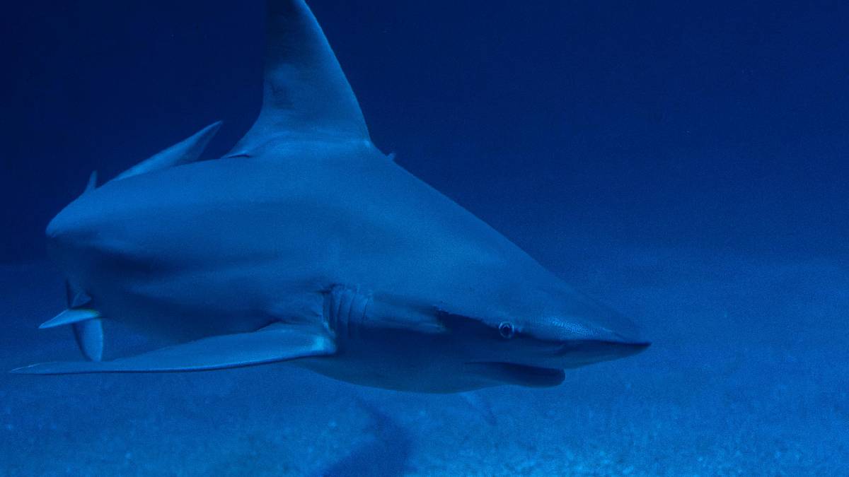 Mesmo entre os maiores predadores dos oceanos, o tubar&atilde;o-branco ainda guarda mist&eacute;rios sobre suas rotas, h&aacute;bitos e &aacute;reas de passagem. (Foto: Pexels)
