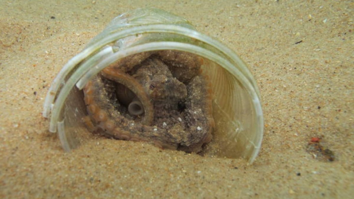 Pesquisadora da UFSC descobriu polvos morando no lixo no litoral brasileiro (Foto Divulga&ccedil;&atilde;o, Claudio SampaioMarine Pollution Bulletin)