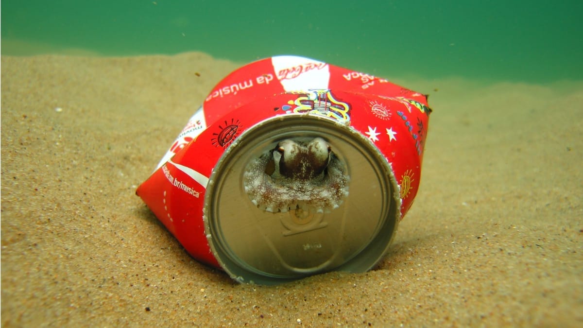 Pesquisadora da UFSC descobriu polvos morando no lixo no litoral brasileiro (Foto Divulga&ccedil;&atilde;o, Projeto Cephalopoda)