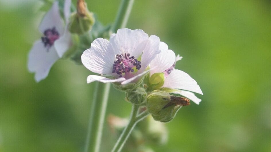 A ligação entre essa flor e um dos doces mais famosos do mundo continua surpreendendo quem descobre a origem do nome marshmallow. (Foto: Reprodução/Wikimedia Commons)