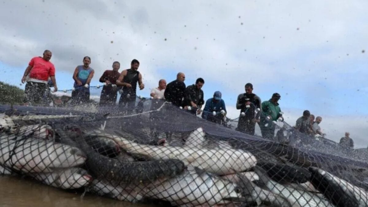 SC é o único estado brasileiro onde pesca da tainha tem cota para modalidade de arrasto de praia