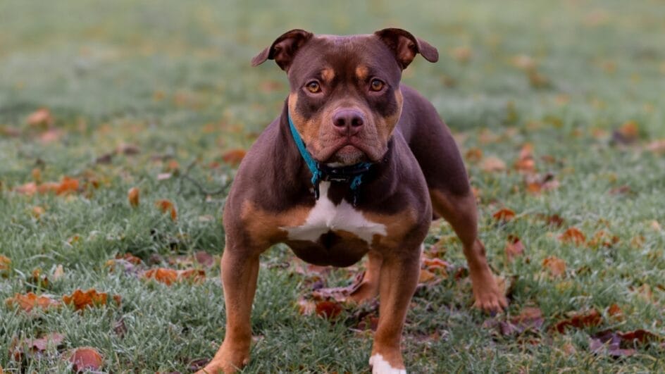 TJSC derruba trechos da lei que proibia criação e venda de Pit Bulls em SC